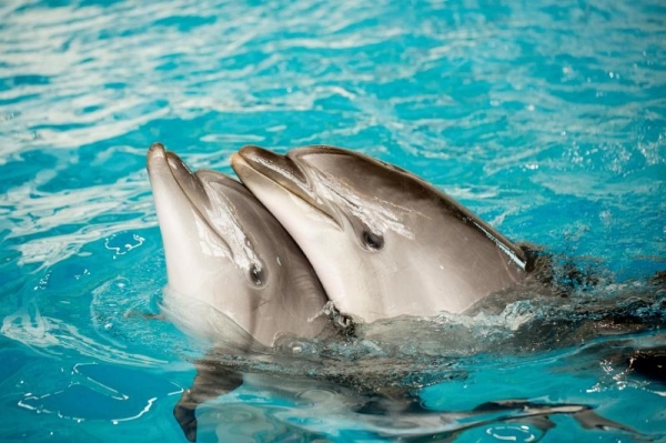 Улучшение законодательства для защиты животных: новые правила для цирков и дельфинариев